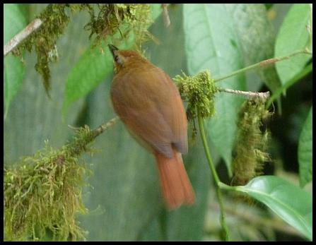 cr11-russet-antshrike
