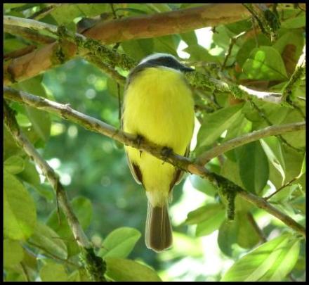 cr11-social-flycatcher