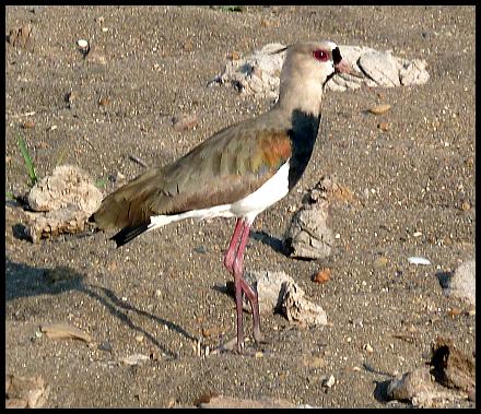 cr11-southern-lapwing
