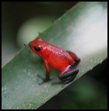 cr11-strawberry-pd-frog