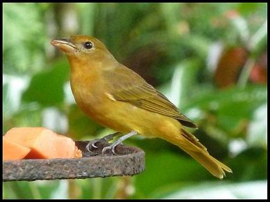 cr11-summer-tanager
