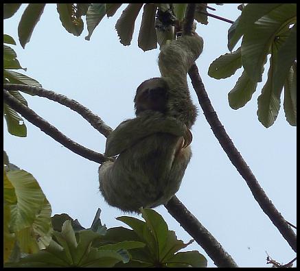 cr11-three-toed-sloth