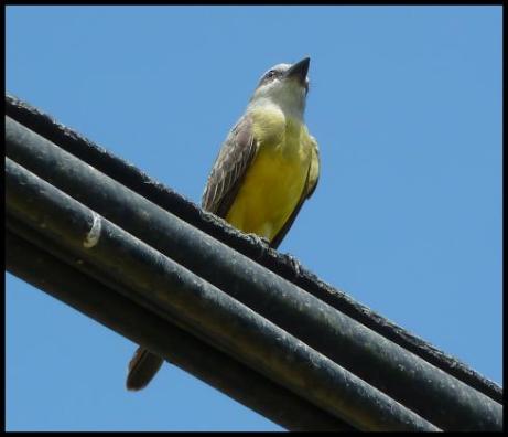 cr11-tropical-kingbird