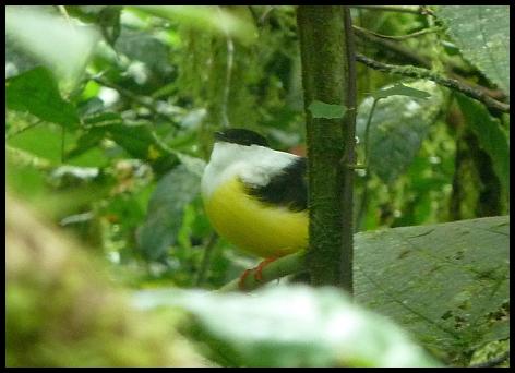 cr11-white-collared-manakin
