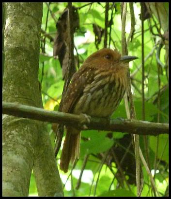cr11-white-whiskered-puffbird