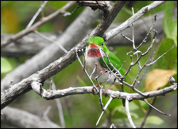 dr-broad-billed-tody