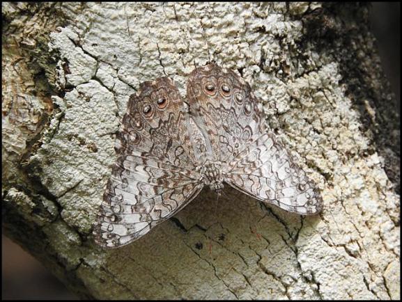 dr-caribbean-cracker-hamadryas-amphichloe-diasia