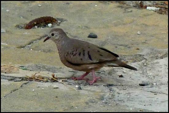 dr-common-ground-dove