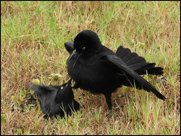 dr-great-antillean-grackles