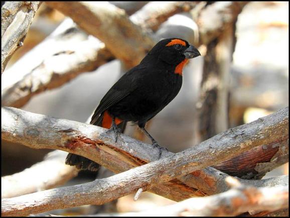 dr-greater-antillean-bullfinch