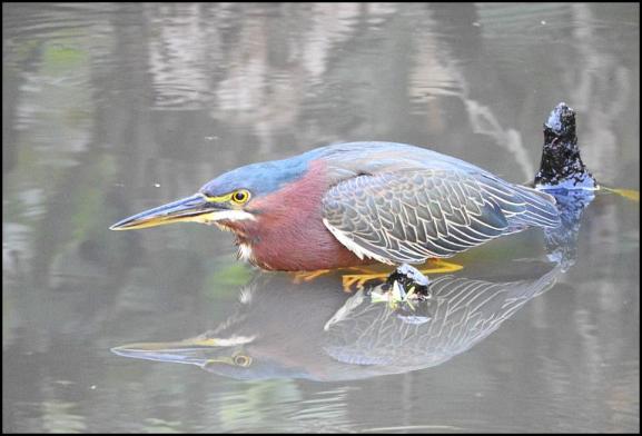 dr-green-heron
