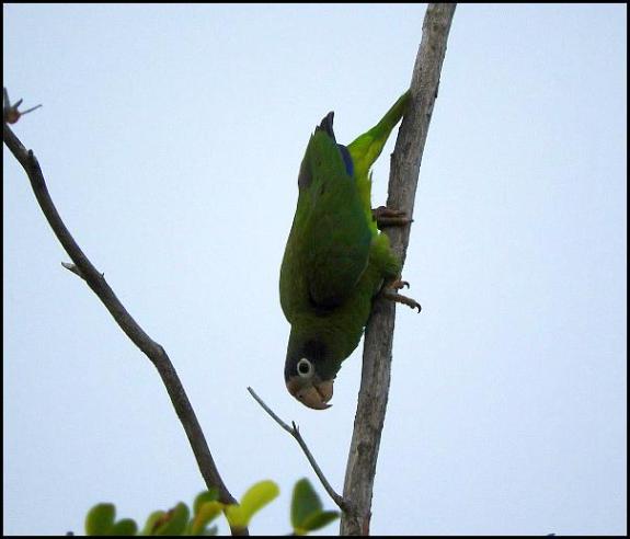 dr-hispaniolan-amazon