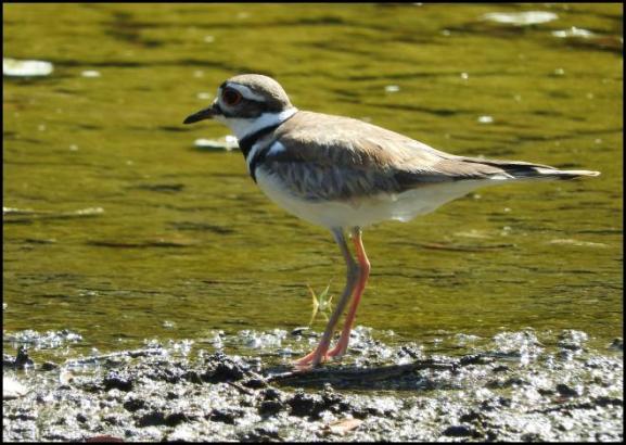 dr-killdeer
