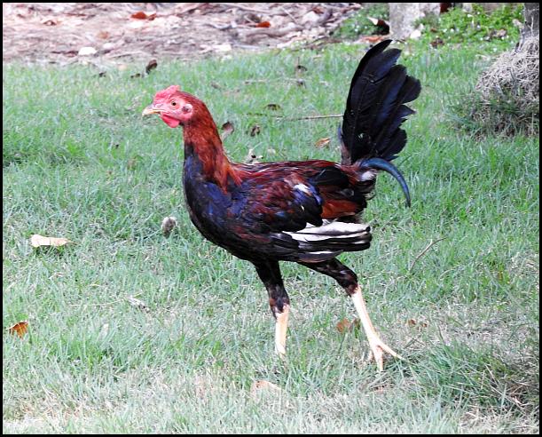 dr-red-jungle-fowl
