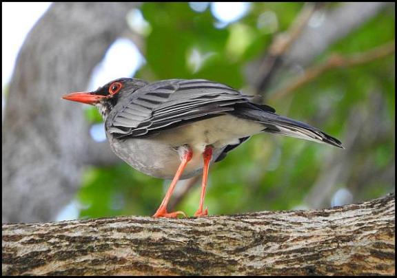 dr-red-legged-thrush
