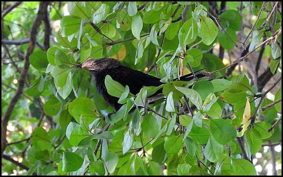 dr-smooth-billed-ani