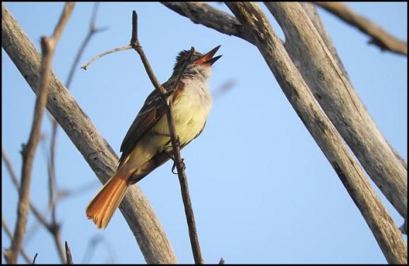 dr-stolid-flycatcher