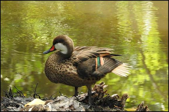 dr-white-cheeked-pintail