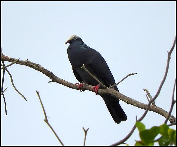 dr-white-crowned-pigeon