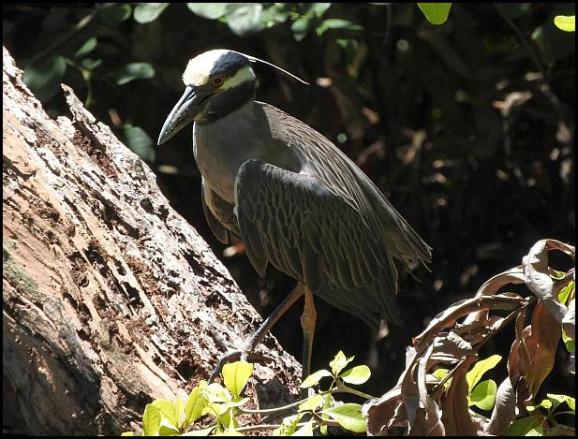 dr-yellow-crowned-night-heron