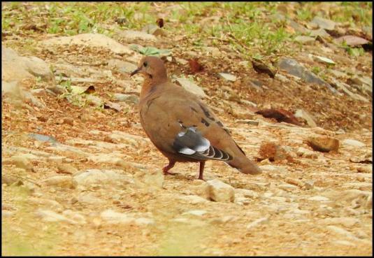 dr-zenaida-dove