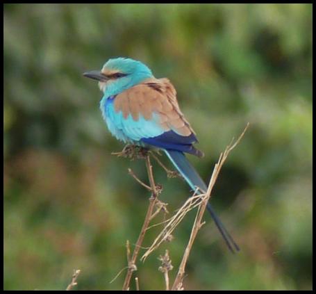 gam-abyssinian-roller