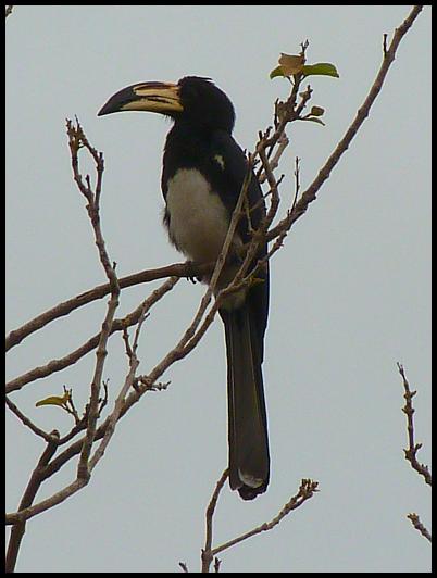 gam-african-pied-hornbill