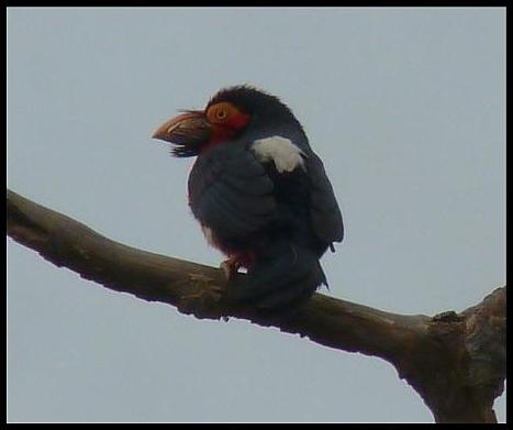 gam-bearded-barbet