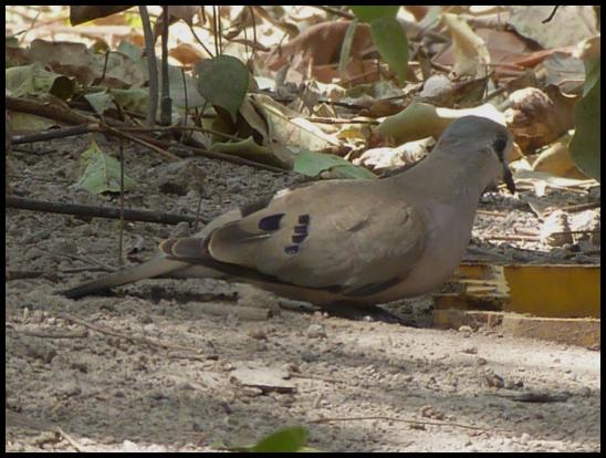 gam-black-billed-wood-dove
