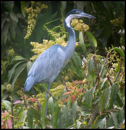 gam-black-headed-heron