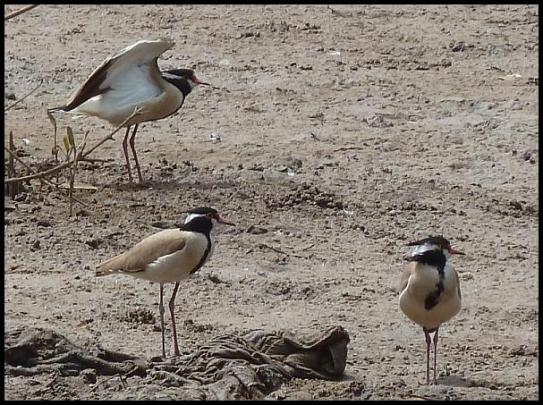 gam-black-headed-plovers