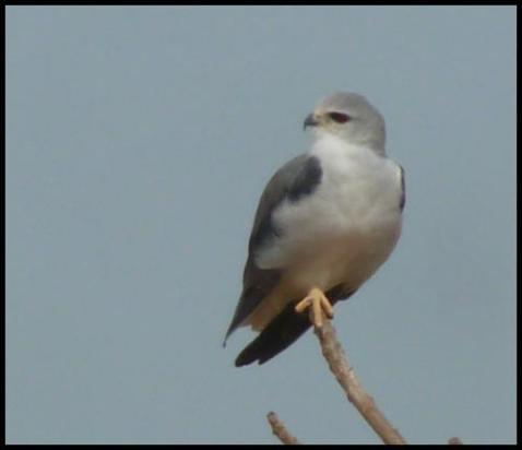 gam-black-shouldered-kite