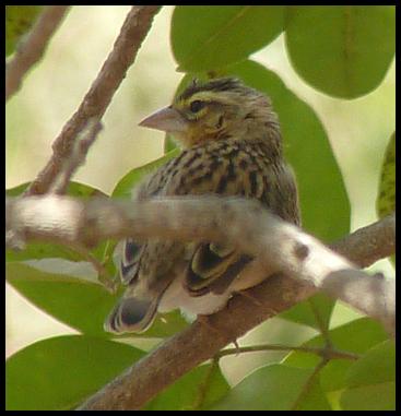 gam-black-winged-bishop