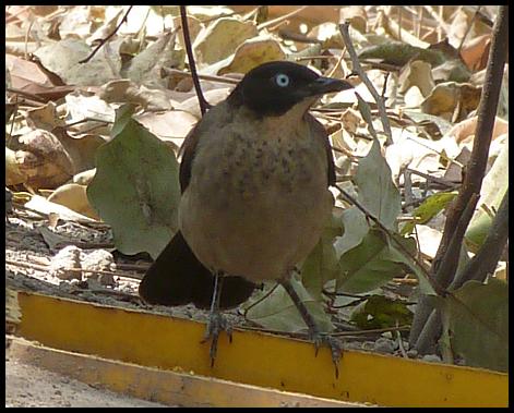gam-blackcap-babbler