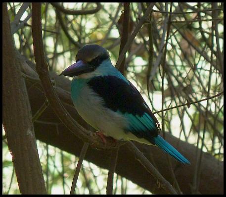 gam-blue-breasted-kingfisher