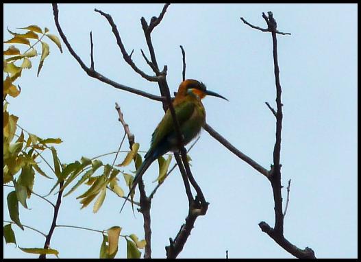 gam-blue-cheeked-bee-eater
