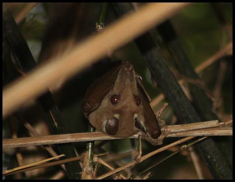 gam-epauletted-fruit-bat