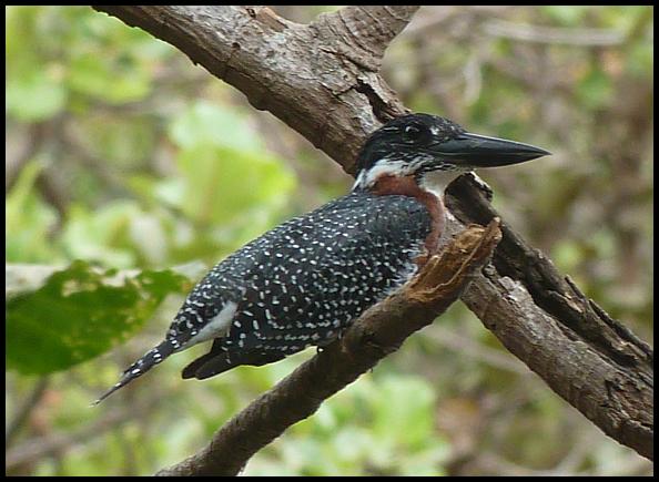 gam-giant-kingfisher