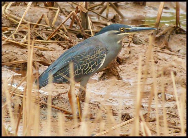 gam-green-backed-heron