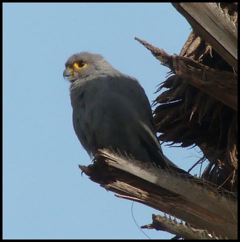 gam-grey-kestrel