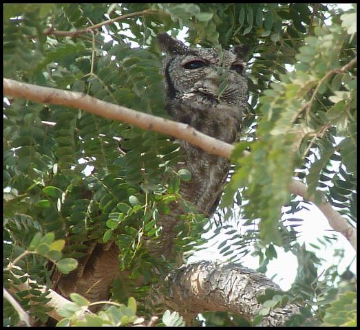 gam-greyish-eagle-owl