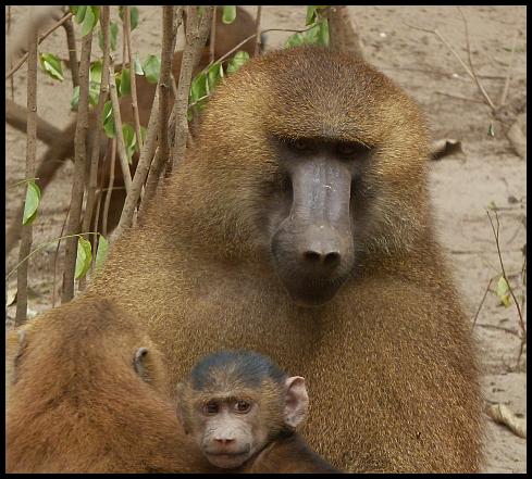 gam-guinea-baboons