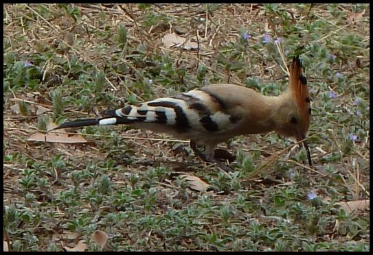 gam-hoopoe