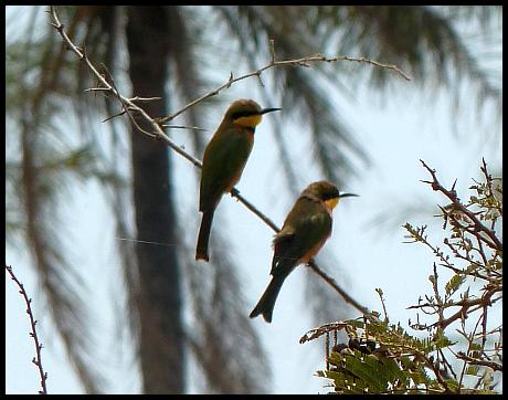 gam-little-bee-eaters