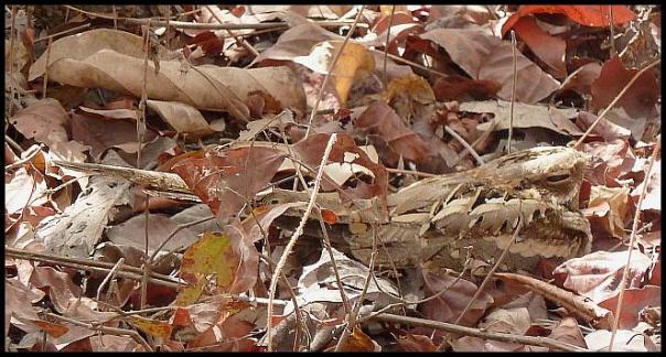 gam-long-tailed-nightjar