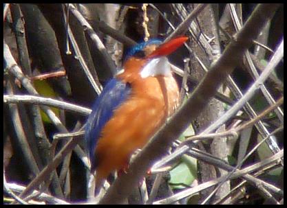 gam-malachite-kingfisher
