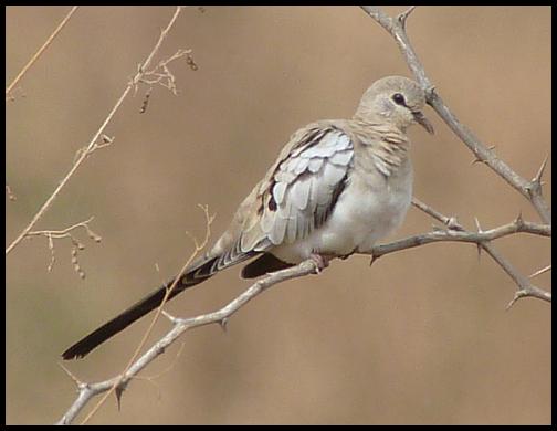 gam-namaqua-dove