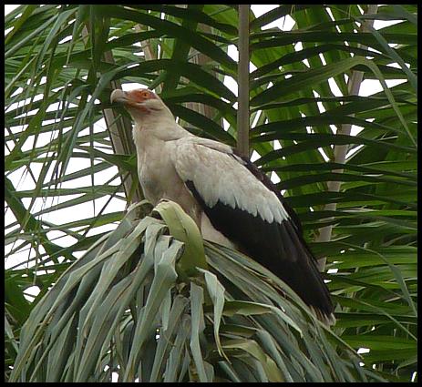 gam-palm-nut-vulture