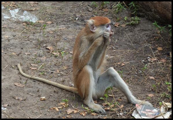 gam-patas-monkey
