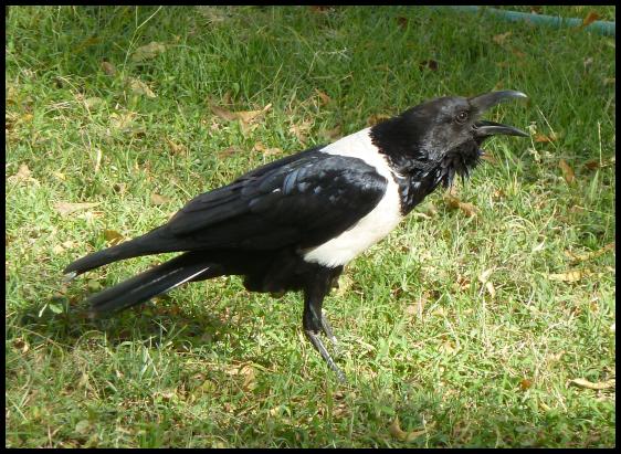 gam-pied-crow